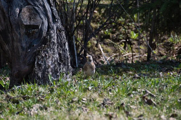 Funny Curious Fieldfare Turdus Pilaris Has Flown Spring Sunny Garden — Stock Photo, Image