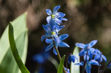 Bahar Scilla Siberica çiçekleri, mavi taç yaprakları ve erkek organlarıyla, güneş ışığında ve doğal ortamda yakın çekim.