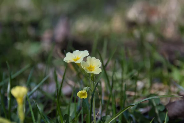 Zbliżenie Delikatnych Żółtych Kwiatów Pierwiosnki Zielonej Łące Wiosny Cieniu Drzewa — Zdjęcie stockowe