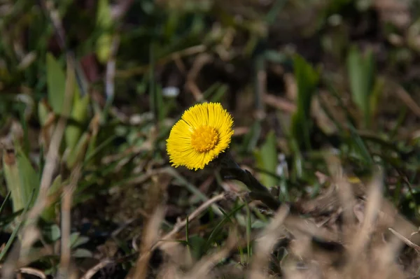 Close Spring Yellow Coltsfoot Flower Detail Natural Environment Garden Lawn — Stock Photo, Image