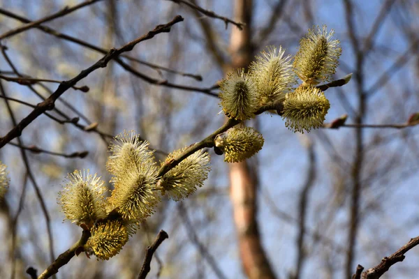 Közelkép Egy Virágzó Fűzfaágról Sárga Bolyhos Virágokkal Arany Óra Napfényében — Stock Fotó