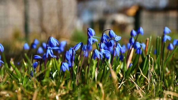 Πολλά Μπλε Λουλούδια Scilla Siberica Ένα Καταπράσινο Γκαζόν Έναν Κήπο — Φωτογραφία Αρχείου