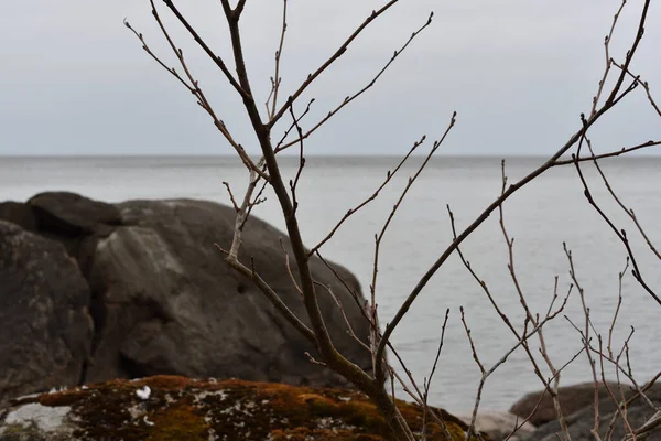 Närbild Bladlösa Buskkvistar Med Pittoresk Bakgrund Bokeh Havslandskap Granitblock Och — Stockfoto