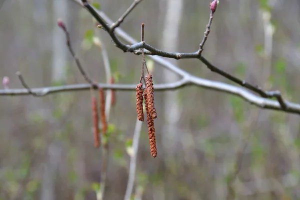 Inflorescences Printanières Aulne Sur Une Brindille Gros Plan Ombre Une — Photo