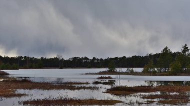 Bataklığın karşı tarafında, renkli yosunlar ve küçük ağaçlarla kaplanmış sayısız adacıklarla kaplı bir bataklık gölü var. Çam ormanı var ve gökyüzü pitoresk gök gürültüsü bulutlarıyla kaplı..