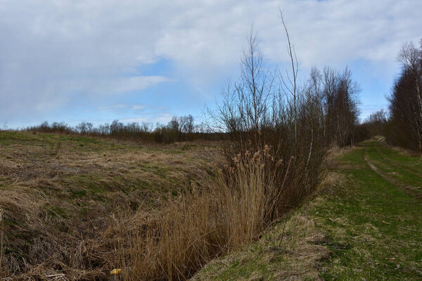 Рва, заросшая желтоватыми тростниками и кустами, между заброшенным фермерским полем со старой травой и кустами и грунтовой дорогой у лиственного леса под слегка облачным небом.