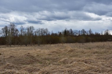 Kasvetli bir gökyüzünün altında yaprak döken bir ormanın arka planında eski sarı-gri çimlerle kaplı bir açıklık..