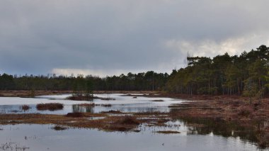 Baharda bir orman bataklığı farklı tonlarda kırmızımsı yosunlarla ve adalarla, kara bulutlu bir gökyüzünün altında kıyı boyunca bir çam ormanıyla.