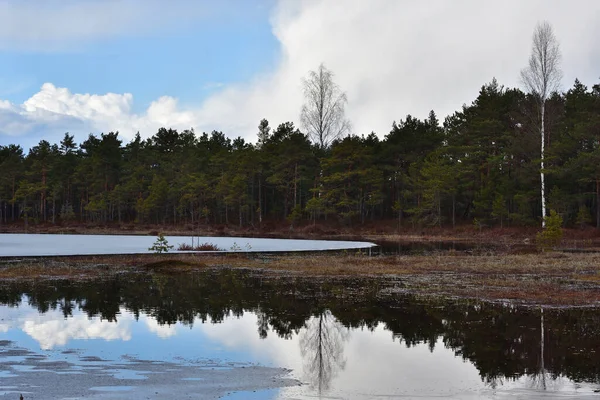 Moosbewachsenes Waldsumpf Mit Offenem Wasser Und Resteis Auf Der Schattigen — Stockfoto