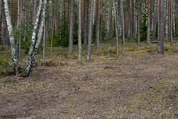 Bulutlu bir havada, bir yamaçta bir çam ormanının alt kısmı koni ile dağılmış yeşil bir yosun üzerinde, uzun çam ağaçları arasında duruyor..