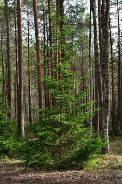 Yeşil pofuduk ve genç ladin, güneşli bir günde ağaçların bulunduğu bir çam ormanının zıt ışıklarına yakın çekim yaparlar..