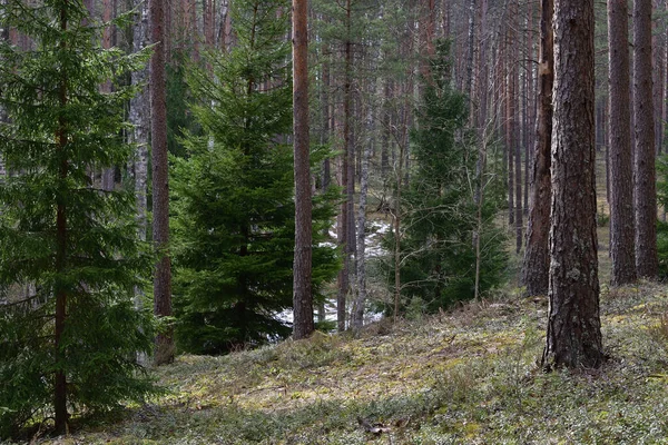 Zelené Načechrané Smrky Stínu Jarního Borového Lesa Kde Jsou Zbytky — Stock fotografie