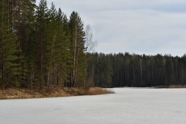 Donmuş bir gölün bahar manzarası, kıyı boyunca sarı sazlıklar ve huş ağaçları ile bir çam ormanı vardır, hafif bulutlar, ama kıyıların aydınlık ve gölgeli tarafları güneşte güçlü bir şekilde kontrasttır..
