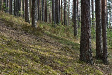 Yamaçta bir çam ormanının içinde orman bitkileriyle kaplı yeşil yosunlar ve düşmüş koniler ve direğin gövdeleri arasında genç küçük çam ağaçları büyür..