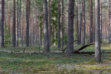 Yerdeki bir çam ormanının gölgesinde yosun ve yeşil yaban mersini çalılarıyla kaplı, güçlü ağaç gövdeleri arasında yaşlı bir ağaç uzanıyor, akşam güneşinin nadir ışıkları üst dalları delip geçiyor..