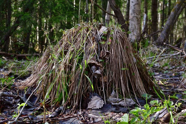 Close Old Tree Stump Which Swampy Mixed Forest Covered Yellowish — Stock Photo, Image