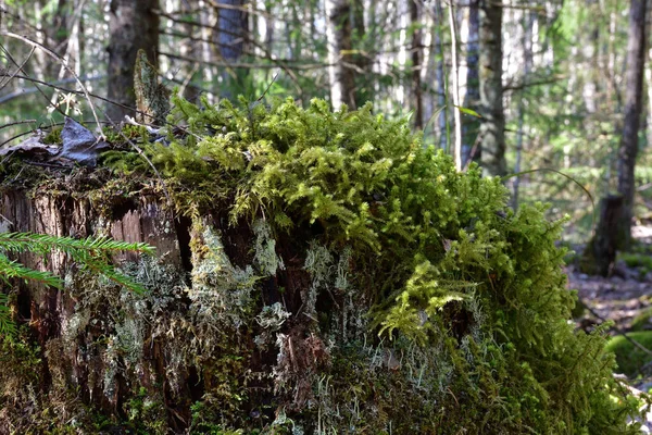 Ein Malerischer Alter Baumstumpf Nahaufnahme Überwachsen Mit Moos Verschiedenen Farben — Stockfoto