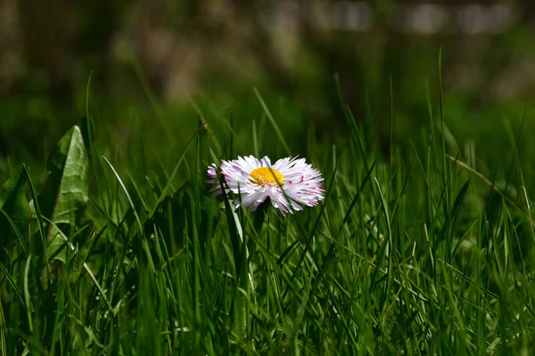 흰색의 꽃잎이 데이지 과뜨거운 직사광선 잔디에 — 스톡 사진