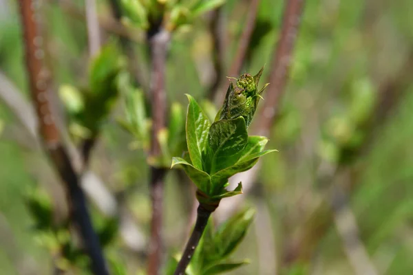 Gros Plan Bourgeon Lilas Ouvert Aux Feuilles Vertes Délicates Légèrement — Photo