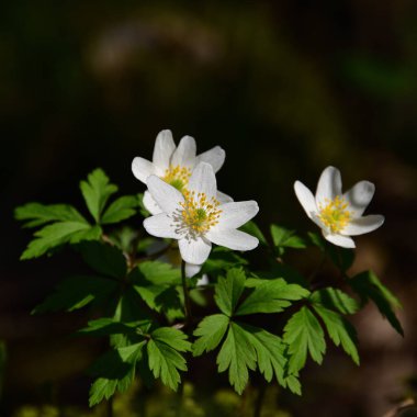 Beyaz taç yaprakları ve sarı erkek çiçekleri ile kaplanmış bir şakayık. Karşıt güneş ışığıyla kararmış bir orman arka planına karşı..