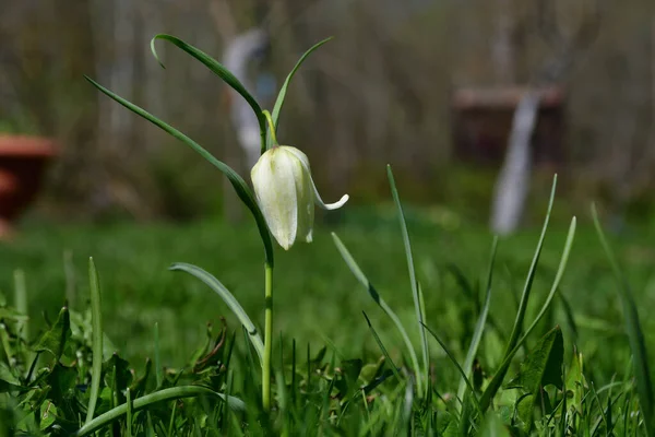 Zbliżenie Białej Fritillarii Zielonym Trawniku Ogrodowym Rozmytym Tłem Słoneczny Wiosenny — Zdjęcie stockowe