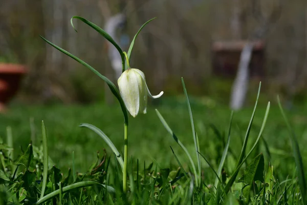 Close Uma Fritillaria Branca Gramado Jardim Verde Com Fundo Borrado — Fotografia de Stock