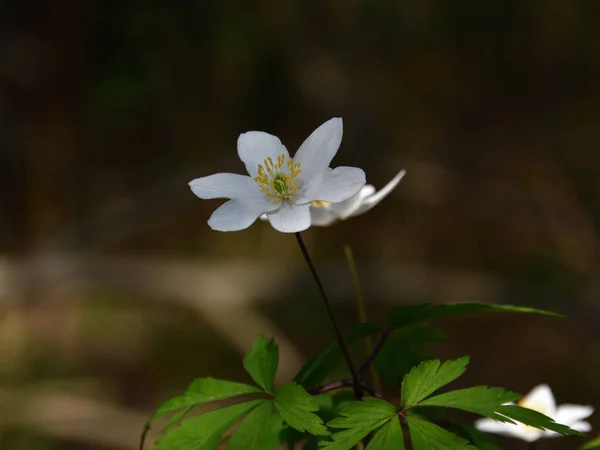 Anemone Forest Snowdrop White Petals Yellow Stamens Blurred Background Shade — Stock Photo, Image