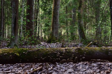 Bir ladin ormanının gölgelerinde, yeşil yosun ile kaplanmış ağaç gövdeleri ve eski kahverengi yapraklar üzerinde çalılar, yosun ve liken ile kaplanmış düşmüş bir kütük uzanır.