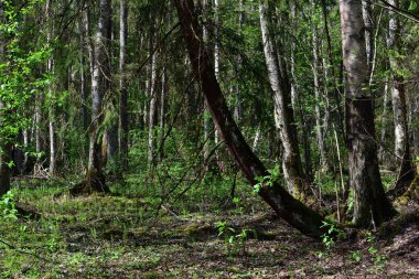 Çalkantılı bahar ormanları zıt güneş ışığında, görünen o ki kıvrımlı düşen bir ladin tek kökten huş ağaçlarıyla birlikte büyüyor..