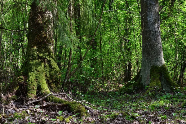 Zwei Stämme Birke Und Fichte Mit Vorspringenden Wurzeln Bedeckt Mit — Stockfoto