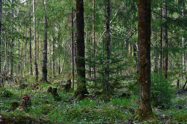 Semak Semak Hutan Cemara Mana Bahkan Hari Yang Cerah Mendapat — Stok Foto