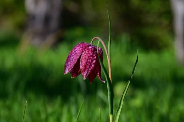 Mor fritillaria meleagris. Karakteristik kare desenli. Akşam güneşinin ışınlarında yakın plan..