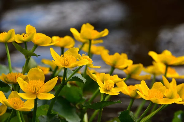 晴れた日に貯水池のぼやけた背景に黄色の花が閉じ込められたマーシュマリーゴールド — ストック写真