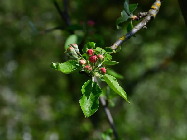 Close Inflorescence Reddish Apple Buds End Twig Young Green Leaves — Stock Photo, Image