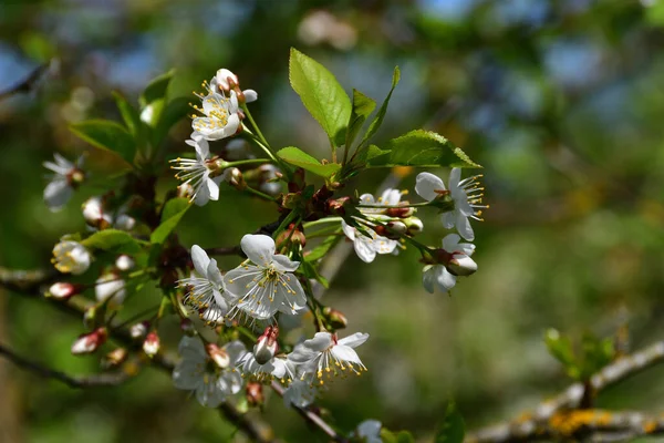 春の終わりに 晴れた日に上部の枝の背景がぼやけている黄色の雄蕊と緑色の葉を持つ白い花を持つ桜の梅の小枝を咲かせます — ストック写真