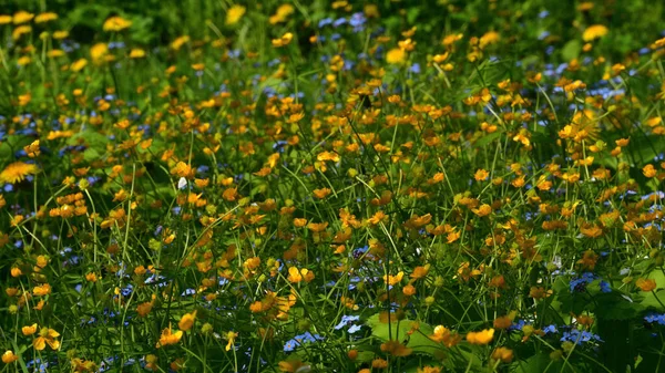 날푸른 초원의 노란색 파란색 — 스톡 사진