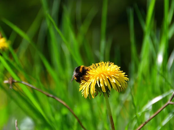 Close Shaggy Pollen Strewn Striped Bumblebee Which Diligently Collects Nectar — Zdjęcie stockowe