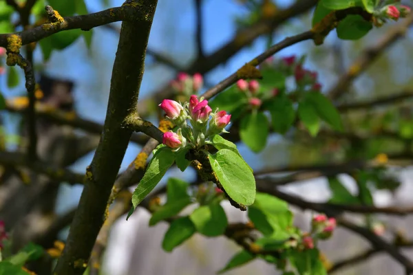 晴れた日に背景がぼやけているリンゴの木の上の枝にピンクの芽が開いていない花序の閉鎖 — ストック写真