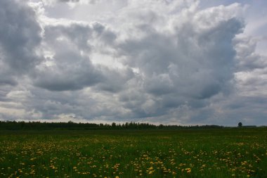 Yeşil çimlerle kaplanmış ve ufukta dar bir orman şeridi olan sarı karahindiba çiçekleriyle kaplı kırsal bir alan. Bulutlu bir gökyüzünün altında gri bulutlarla kaplı..