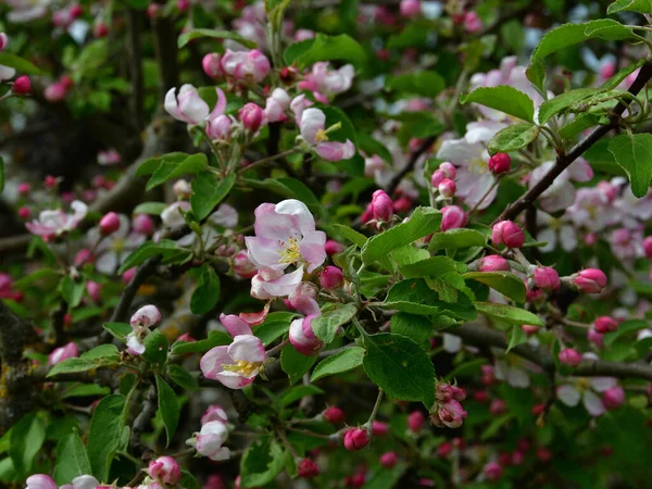 ピンクと白の花びらと黄色の雄しべを持つリンゴの花のクローズアップは 見事な開花庭の木の上の枝の背景にあります — ストック写真