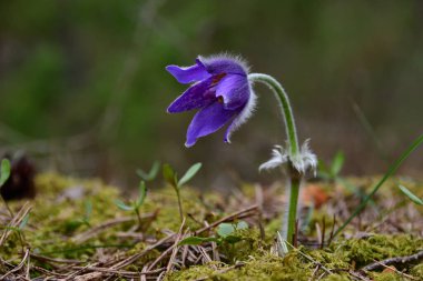Çam ormanının yeşil yosunlu toprağında, arka planda bulanık, mor pask çiçeğine yakın plan..