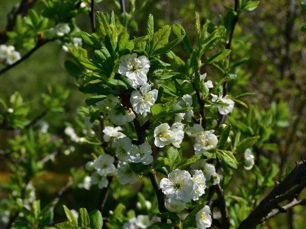 Білосніжні Ніжні Сливові Квіти Серед Зеленого Молодого Листя Під Прямим — стокове фото