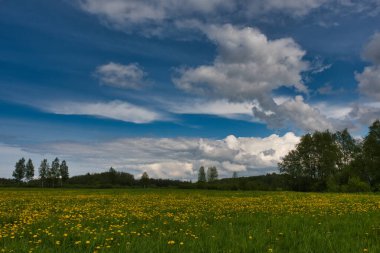 Çayır tamamen sarı karahindiba ile kaplıdır. Etrafı yaprak döken orman ve çalılarla çevrilidir. Mavi gökyüzünün altında çeşitli şekillerde hafif bulutlar vardır..