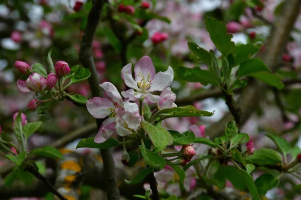 Elma çiçeklerinin yakın plan çekimi, içinde beyaz-pembe taç yaprakları olan yumuşak gün ışığında bir ağacın en üst dalları çiçek açıyor..