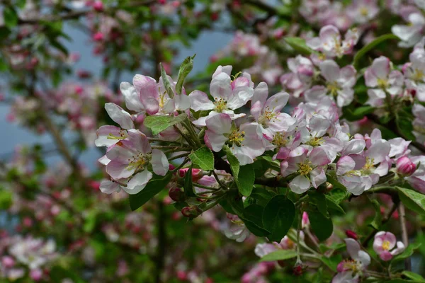 Närbild Äppelgren Rikt Beströdd Med Vitrosa Blommor Solljus Mot Suddig — Stockfoto