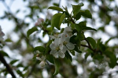 Yeşil yapraklı bir dal üzerinde, yumuşak akşam ışığında üst dalların bulanık arka planına yakın beyaz elma çiçekleri..
