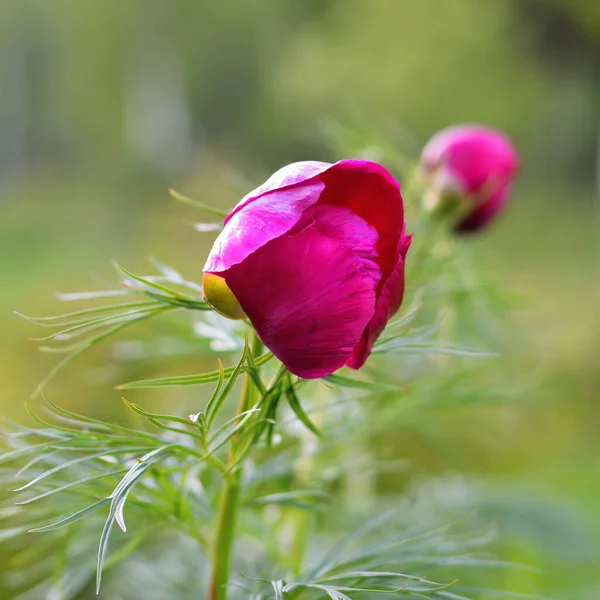 夕暮れ時に庭の背景がぼやけている緋色の異常な牡丹の花のクローズアップ — ストック写真