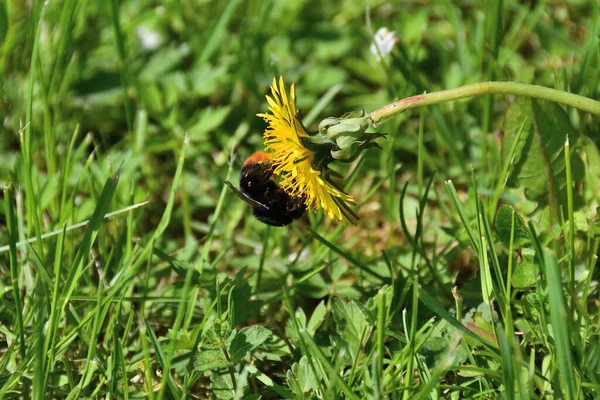 Eine Flauschige Hummel Gelben Pollen Sammelt Nektar Von Einem Löwenzahn — Stockfoto