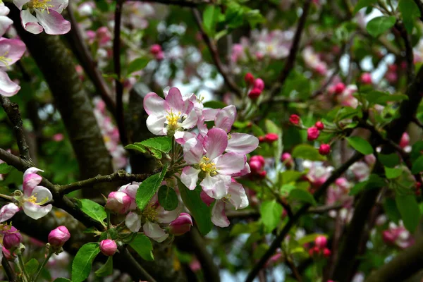 白いピンクのリンゴの花は 木の上の枝の開花を背景に太陽の下でクローズアップされます — ストック写真