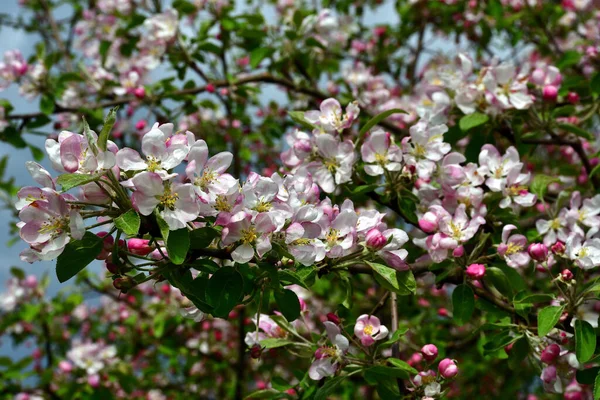 青空の下 木の上の枝に白いピンクの花を直接日光に当てたリンゴの小枝 — ストック写真